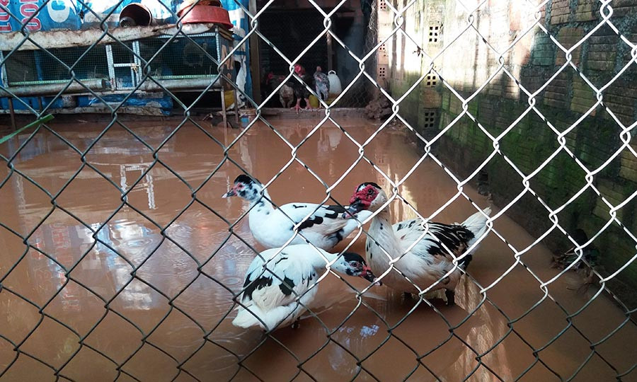 Chuồng gà biến thành ao. Ảnh: Thế Chiến