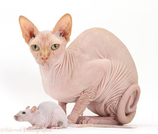 Tưởng chỉ có mèo không lông, sao lại có cả chuột lông không có? (Nguồn: boredpanda.com)