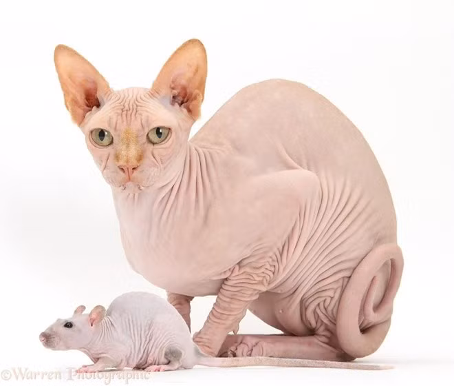 Tưởng chỉ có mèo không lông, sao lại có cả chuột lông không có? (Nguồn: boredpanda.com)