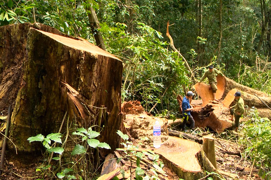 Hiện trường 2 cây gỗ hương bị cưa hạ. Ảnh: M.N