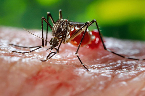Muỗi Aedes được cho là trung gian gây lây nhiễm virus Zika. (Ảnh: Reuters)