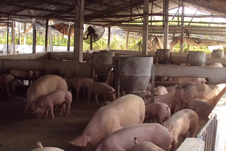  Chăn nuôi heo trong khu dân cư gây ô nhiễm môi trường. Ảnh: K.N.B