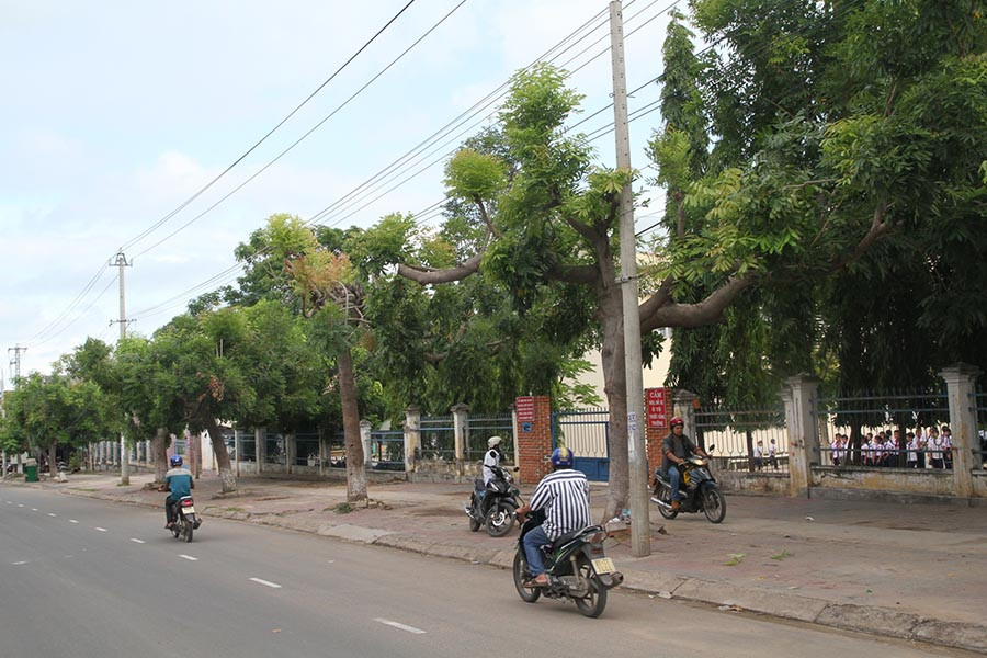 Những cây xà cừ bị cắt nham nhở tại thị xã Ayun Pa. Ảnh: L.V.N  Những cây xà cừ bị cắt nham nhở tại thị xã Ayun Pa. Ảnh: L.V.N