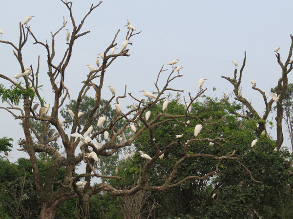 Cò đậu trên cành cây khô Cò đậu trên cành cây khô