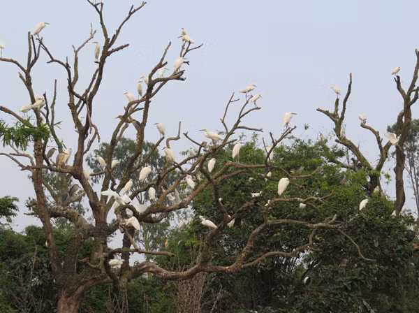 Cò đậu trên cành cây khô