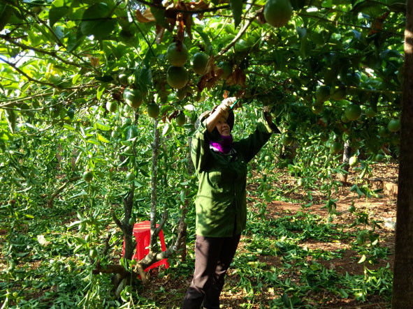  Chăm sóc vườn chanh dây (Ảnh nguồn: daklak24h.com.vn)