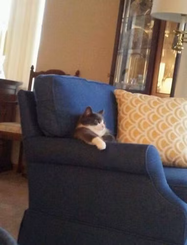 Đã đến giờ coi tivi, nghỉ ngơi sau một ngày vất vả. (imgur.com).