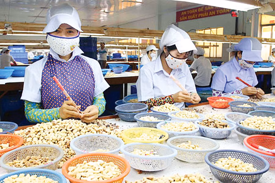 Công nhân Công ty Olam đang sơ chế hạt điều. Ảnh: Minh Quang