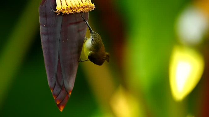 Bắp chuối được gọi là trái tim của chuối, nó cực kỳ tốt cho sức khỏe