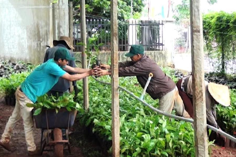 Người dân nhận cây giống từ Phòng Nông nghiệp và PTNT huyện. Ảnh: N.H Người dân nhận cây giống từ Phòng Nông nghiệp và PTNT huyện. Ảnh: N.H