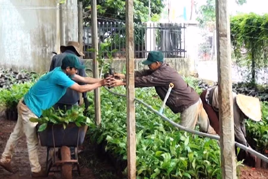  Người dân nhận cây giống từ Phòng Nông nghiệp và PTNT huyện. Ảnh: N.H