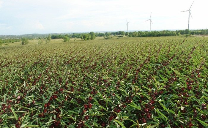 ...tràn ngập sắc Atiso đỏ