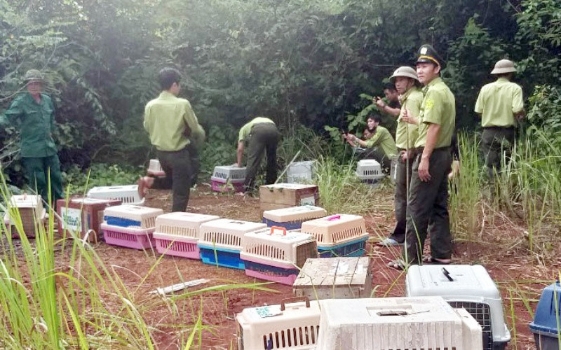 Lực lượng chức năng đưa các cá thể động vật quý hiếm thả về môi trường rừng tự nhiên, tại Vườn quốc gia Cát Tiên. Lực lượng chức năng đưa các cá thể động vật quý hiếm thả về môi trường rừng tự nhiên, tại Vườn quốc gia Cát Tiên.
