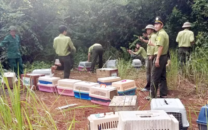 Lực lượng chức năng đưa các cá thể động vật quý hiếm thả về môi trường rừng tự nhiên, tại Vườn quốc gia Cát Tiên.