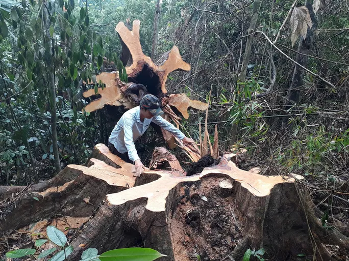 Nhiều cánh rừng tự nhiên ở tỉnh Quảng Nam bị lâm tặc tàn phá Ảnh: TRẦN THƯỜNG