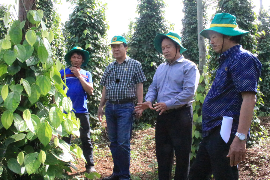 TS Phạm Công Trí (thứ 2, từ phải sang), cùng các chuyên gia nông nghiệp khảo sát mô hình cải tạo vườn tiêu tại xã Đăk Rmoan, TP Gia Nghĩa, tỉnh Đắc Nông.