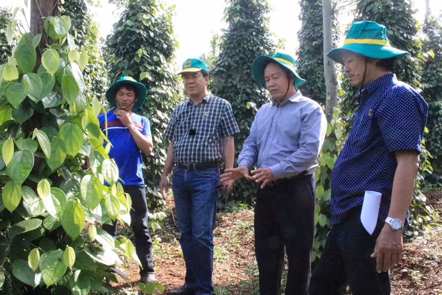 TS Phạm Công Trí (thứ 2, từ phải sang), cùng các chuyên gia nông nghiệp khảo sát mô hình cải tạo vườn tiêu tại xã Đăk Rmoan, TP Gia Nghĩa, tỉnh Đắc Nông.
