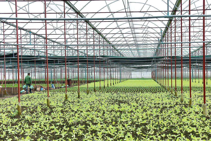 Cuối năm 2019 HTX nông nghiệp dịch vụ An Phú Thịnh xã An Phú, TP. Pleiku đầu tư 3,7 tỷ đồng để xây dựng 1,5ha nhà lưới để trồng và ươm các loại rau ăn lá theo hướng CNC.