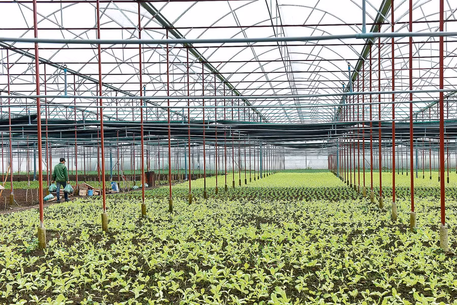 Cuối năm 2019 HTX nông nghiệp dịch vụ An Phú Thịnh xã An Phú, TP. Pleiku đầu tư 3,7 tỷ đồng để xây dựng 1,5ha nhà lưới để trồng và ươm các loại rau ăn lá theo hướng CNC.