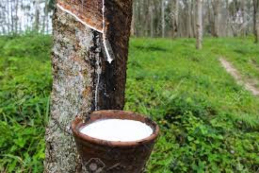 Ảnh minh hoạ: VOH Ảnh minh hoạ: VOH