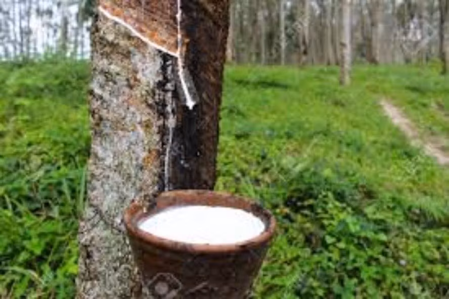  Ảnh minh hoạ: VOH