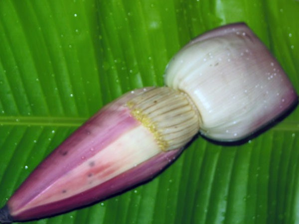 Ảnh minh họa hoa chuối. Ảnh: BoldSky