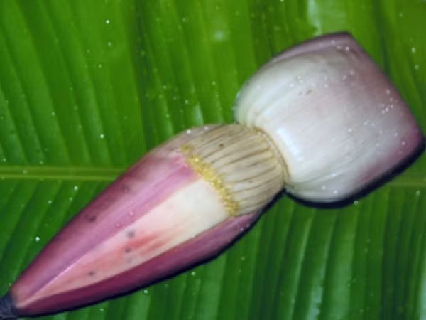 Ảnh minh họa hoa chuối. Ảnh: BoldSky