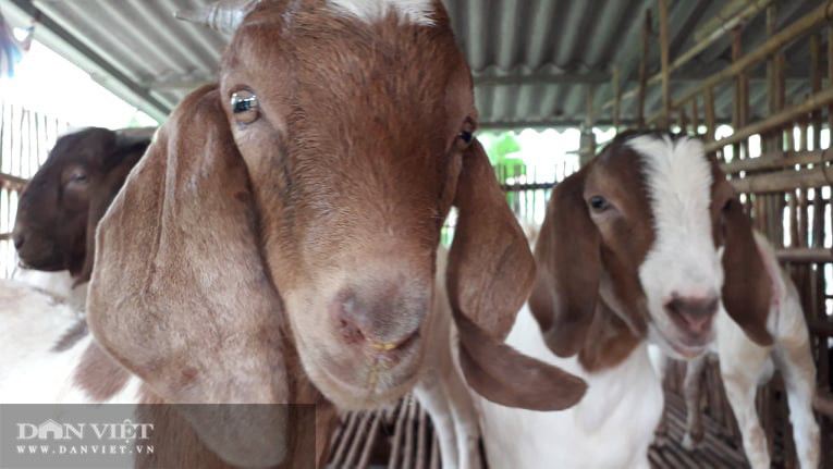 Giống dê nhập khẩu này có đặc tính chống chịu với thời tiết và dịch bệnh tốt và lớn nhanh Giống dê nhập khẩu này có đặc tính chống chịu với thời tiết và dịch bệnh tốt và lớn nhanh