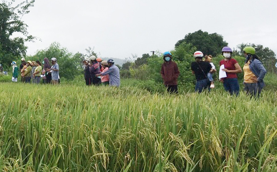 Bà con tham quan mô hình sản xuất giống lúa Đài Thơm 8 tại phường Đoàn Kết. Ảnh: Vũ Chi