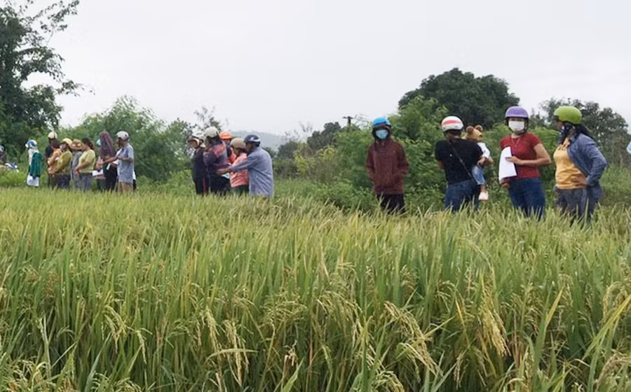 Bà con tham quan mô hình sản xuất giống lúa Đài Thơm 8 tại phường Đoàn Kết. Ảnh: Vũ Chi