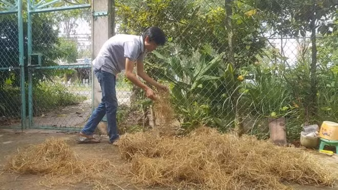 Rơm được thầy Linh đem từ ruộng về phơi để làm tranh - ẢNH: DUY TÂN