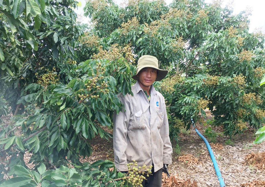 Ông Hương đã ép vườn nhãn của mình ra trái để kịp bán cho dịp Tết Nguyên đán sắp tới.