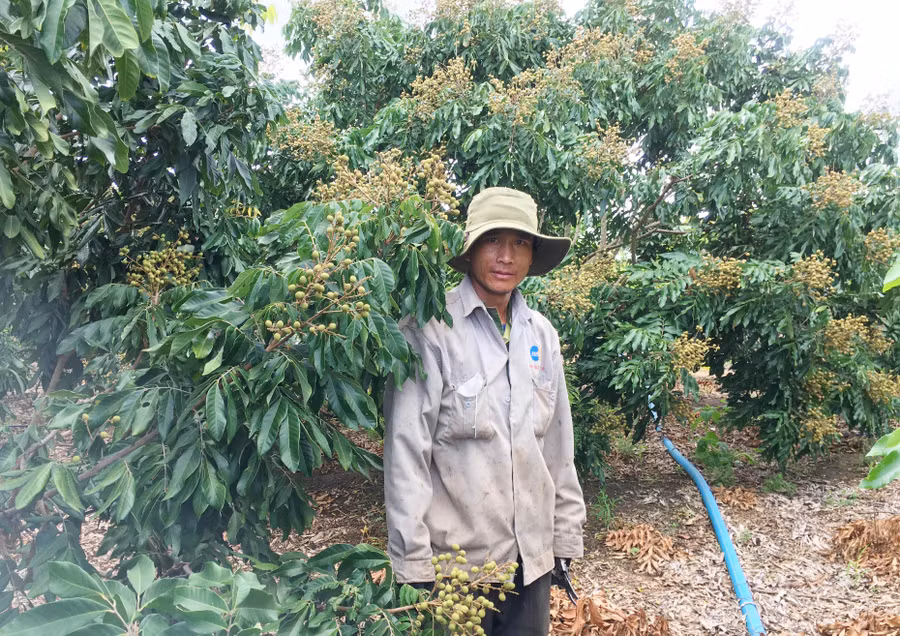 Ông Hương đã ép vườn nhãn của mình ra trái để kịp bán cho dịp Tết Nguyên đán sắp tới.