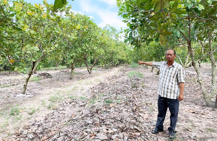  Ông Nguyễn Văn Út giới thiệu về vườn điều mà các thành viên trong Chi hội trồng điều cao sản xã Pờ Tó đang trồng. Ảnh: N.H