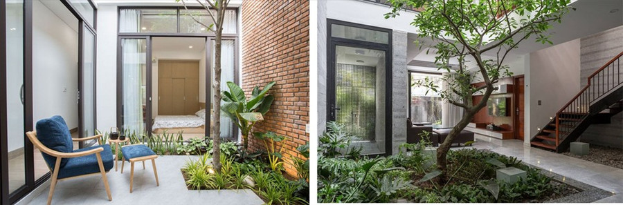 Chú ý chăm sóc cây để đạt hiệu quả tốt nhất. Đồ họa: Thiều Trang