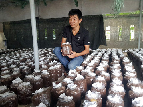 Anh Nhi chăm sóc các phôi nấm trong trang trại của mình Anh Nhi chăm sóc các phôi nấm trong trang trại của mình