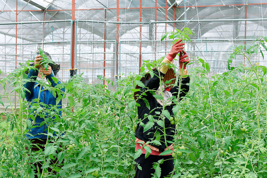 Nhờ sử dụng công nghệ tiên tiến kết hợp với quy trình chăm sóc cây trồng sạch và tự nhiên, sản phẩm được tạo ra không những bảo đảm chất lượng, đạt chuẩn mà còn tiết kiệm nhân lực, công sức. Với hơn 2.000 m2 nhà lồng ươm rau giống, mỗi năm, HTX sẽ cung cấp cho thị trường hàng triệu cây giống chất lượng cao.