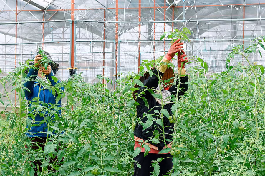 Nhờ sử dụng công nghệ tiên tiến kết hợp với quy trình chăm sóc cây trồng sạch và tự nhiên, sản phẩm được tạo ra không những bảo đảm chất lượng, đạt chuẩn mà còn tiết kiệm nhân lực, công sức. Với hơn 2.000 m2 nhà lồng ươm rau giống, mỗi năm, HTX sẽ cung cấp cho thị trường hàng triệu cây giống chất lượng cao.