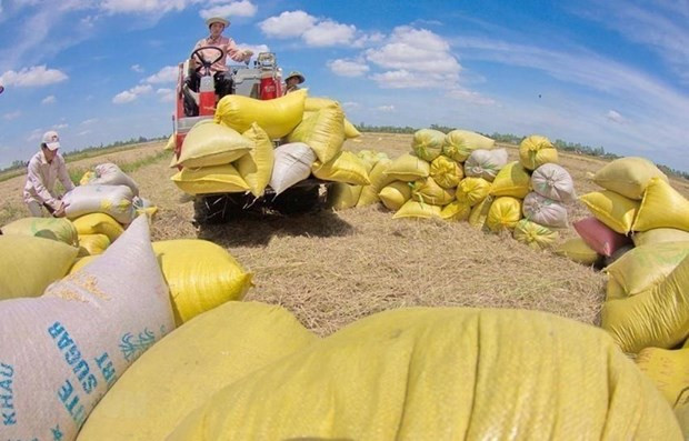 Thu hoạch lúa ở xã Vị Bình, huyện Vị Thủy, tỉnh Hậu Giang. (Ảnh: TTXVN) Thu hoạch lúa ở xã Vị Bình, huyện Vị Thủy, tỉnh Hậu Giang. (Ảnh: TTXVN)