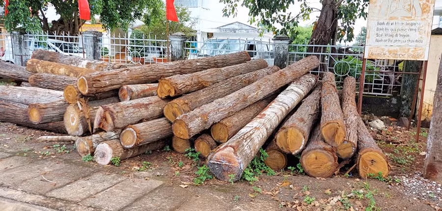 Hiện toàn bộ số gỗ trên đã được đưa về Hạt Kiểm lâm huyện. Ảnh: Q.T