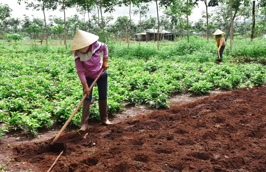 Công nhân chăm sóc cây dược liệu tại Hợp tác xã Nông nghiệp công nghệ cao Quang Minh. Ảnh: Hà Phương
