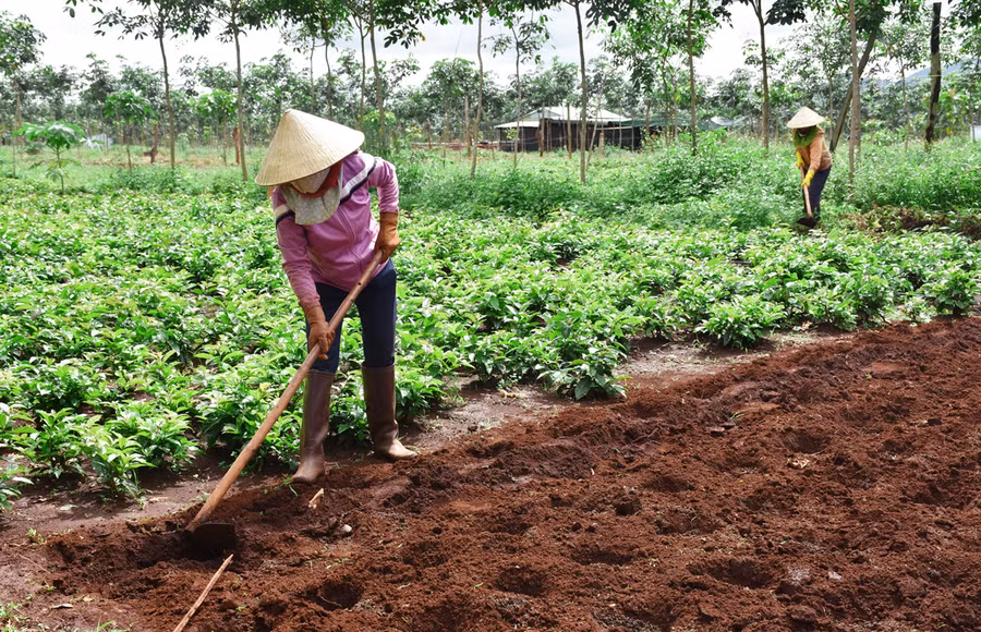 Công nhân chăm sóc cây dược liệu tại Hợp tác xã Nông nghiệp công nghệ cao Quang Minh. Ảnh: Hà Phương