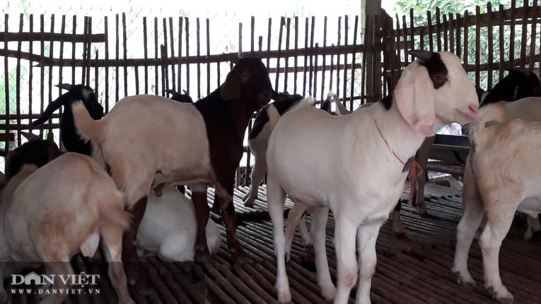 Điểm khác biệt với một số loại vật nuôi như trâu, bò đó là dê được nuôi trên sàn gỗ bắc trên cao cách biệt với nền đất Điểm khác biệt với một số loại vật nuôi như trâu, bò đó là dê được nuôi trên sàn gỗ bắc trên cao cách biệt với nền đất