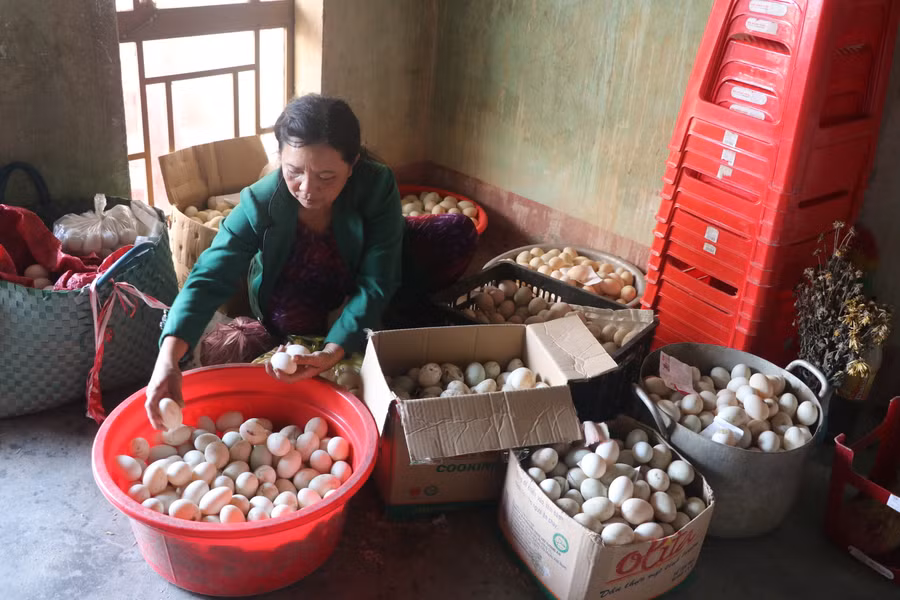 Tích cực chăn nuôi, trồng trọt đã mang lại thu nhập 300 triệu đồng_năm cho gia đình bà Nguyễn Thị Sự (thôn An Điền Nam, xã Cửu An, thị xã An Khê). Ảnh: Ngọc Minh