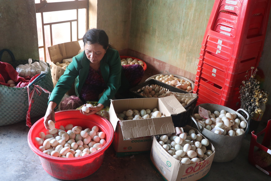 Tích cực chăn nuôi, trồng trọt đã mang lại thu nhập 300 triệu đồng_năm cho gia đình bà Nguyễn Thị Sự (thôn An Điền Nam, xã Cửu An, thị xã An Khê). Ảnh: Ngọc Minh