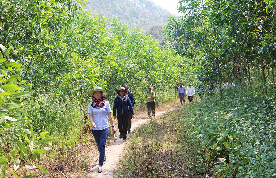 Gia Lai phấn đấu đến năm 2025 nâng tỷ lệ che phủ rừng đạt 47,75%. Ảnh: Quang Tấn Gia Lai phấn đấu đến năm 2025 nâng tỷ lệ che phủ rừng đạt 47,75%. Ảnh: Quang Tấn