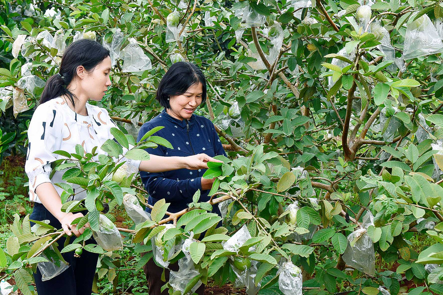 Mô hình trồng ổi của gia đình Vũ Thị Huyền (thứ 2 bên trái) ở làng kép phường Đống Đa Tp.Pleiku - là điển hình về phát triển sản xuất theo ứng dụng CNC đã phát huy hiệu quả tích cực. Năm 2015, giá cà phê xuống thấp nên gia đình chuyển đổi sang trồng 1,3 ha cây ăn trái với hệ thống tưới nhỏ giọt. Riêng năm 2019, sản lượng ổi của gia đình chị đạt hơn 1 tạ/ngày, cho thu nhập bình quân mỗi năm gần 500 triệu đồng.