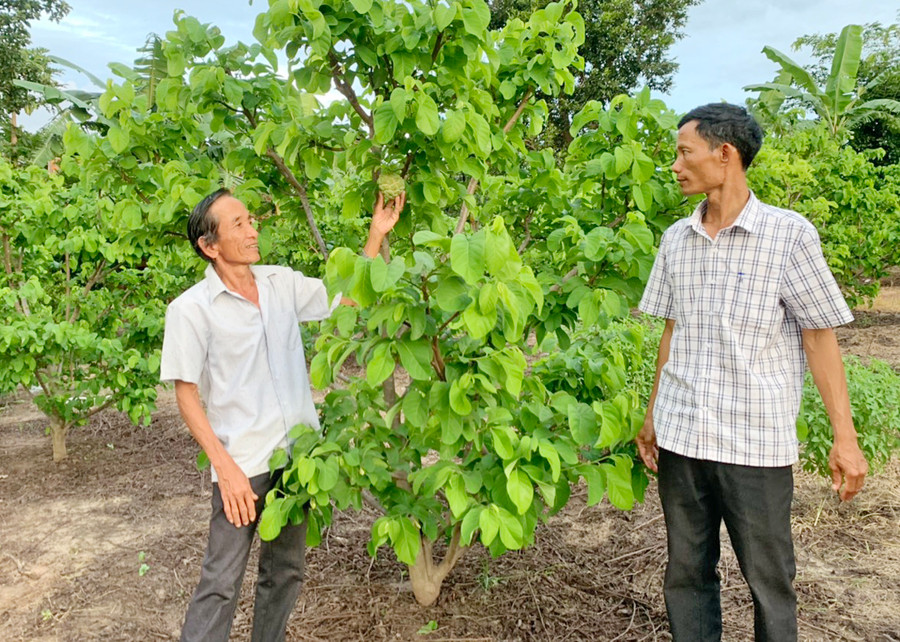 Ông Dương Tấn Cư (buôn Dù, xã Ia Mlah, huyện Krông Pa) chăm sóc vườn na dai của gia đình. Ảnh: Vũ Chi