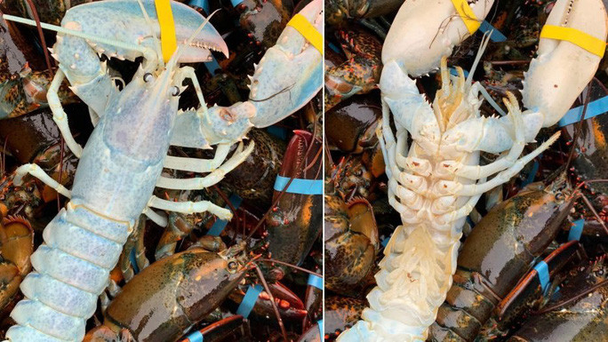 Con tôm mà ông Grey bắt được. Ảnh: Facebook