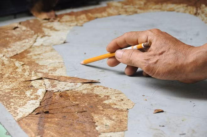  Định hình để dán gân sen - ẢNH: DUY TÂN